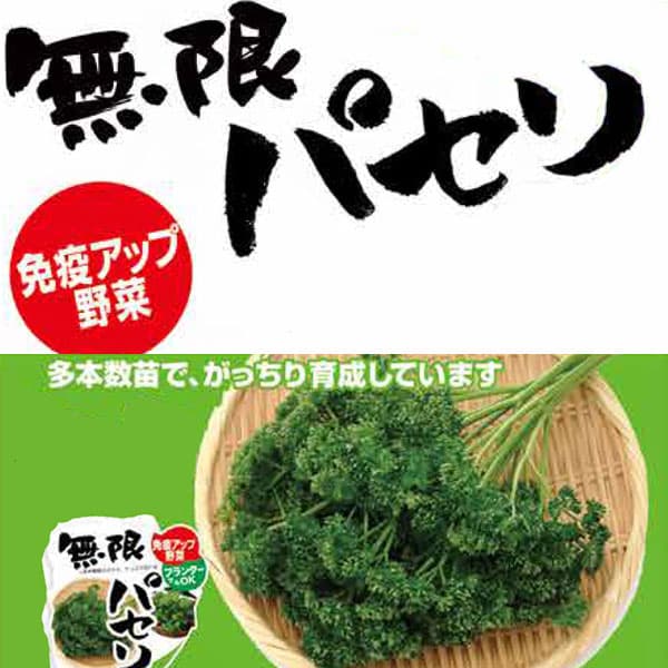 [26年4月上旬予約]無限パセリ3号ポット6ポットセット