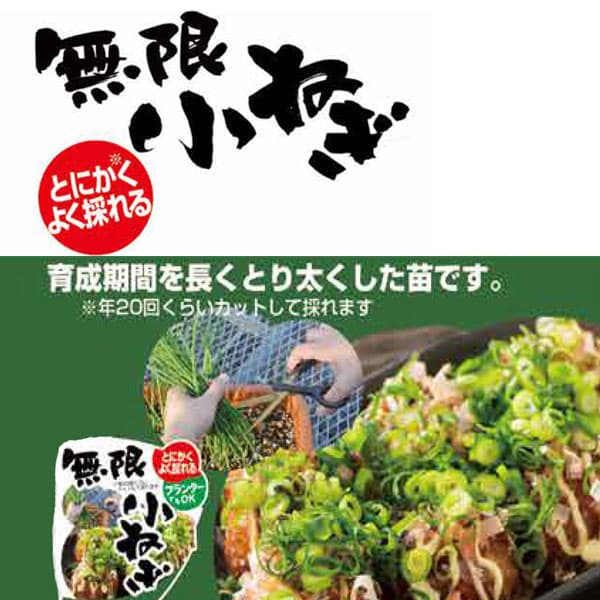 [送料無料][26年4月上旬予約]無限小ねぎ3号ポット 24ポットセット