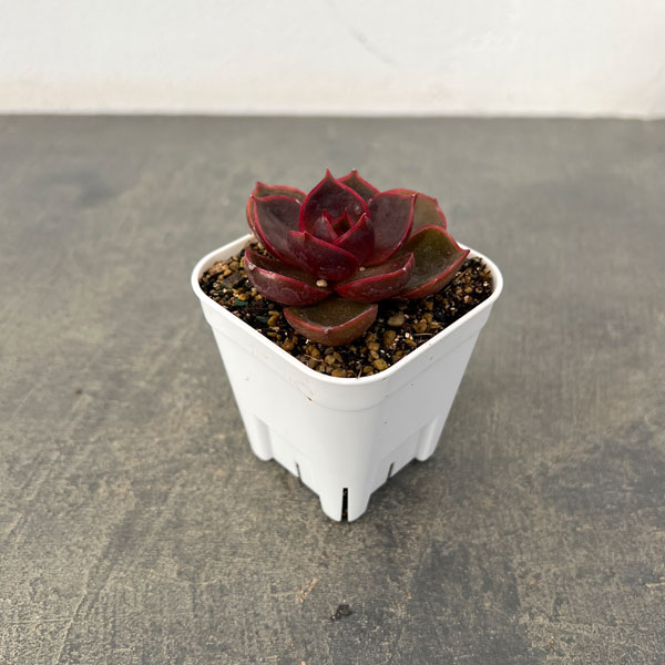 エケベリア：トラフィックライト　2.5号ポット