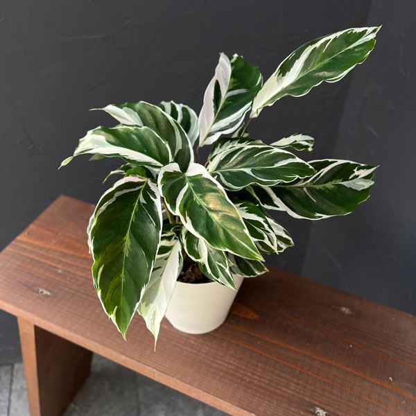 カラテア：ホワイトフュージョン　4号入り