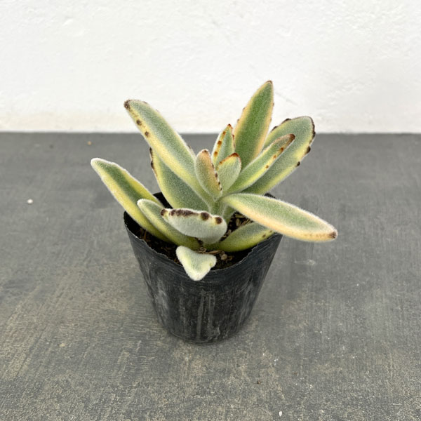 カランコエ：ツキトジニシキ（月兎耳錦）2.5号ポット