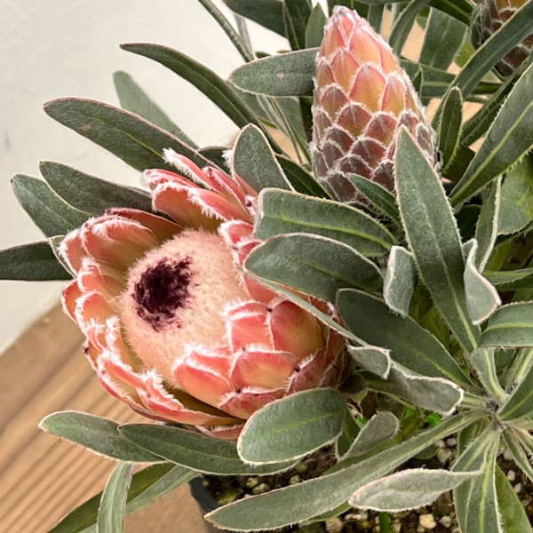 プロテア：ジュリエット7号25-05