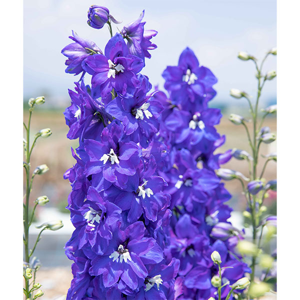 [26年3月中下旬予約]デルフィニウム：マリンソルベ　パープルブルー3.5号ポット