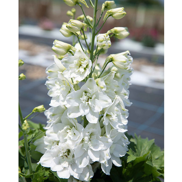 [26年3月中下旬予約]デルフィニウム：マリンソルベ　ホワイト3.5号ポット