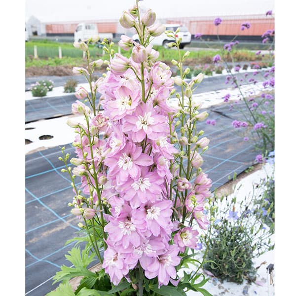 [26年3月中下旬予約]デルフィニウム：マリンソルベ　ラベンダーピンク3.5号ポット