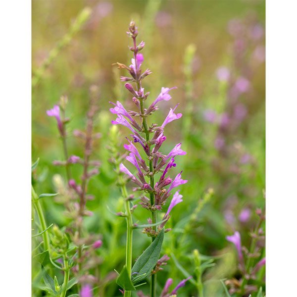 [26年3月中下旬予約]アガスターシェ：アロマブーケ ピンク