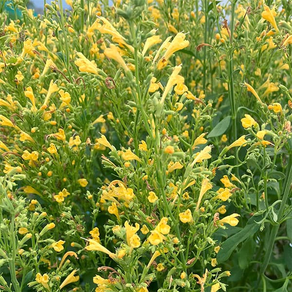 [26年3月中下旬予約]アガスターシェ：アロマブーケ イエロー