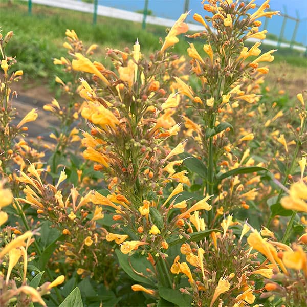 [26年3月中下旬予約]アガスターシェ：アロマブーケ オレンジ