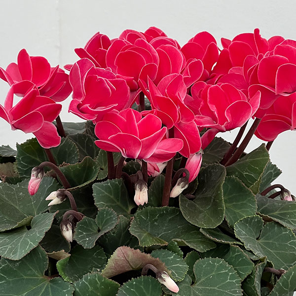 シクラメン（八重咲き）：ウインク レッド5号鉢植え