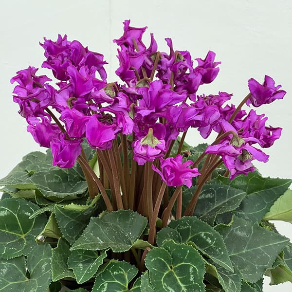 シクラメン：さかもと園芸さん試作株（25-04）ブルービクトリア系　5号鉢植え【現品販売】