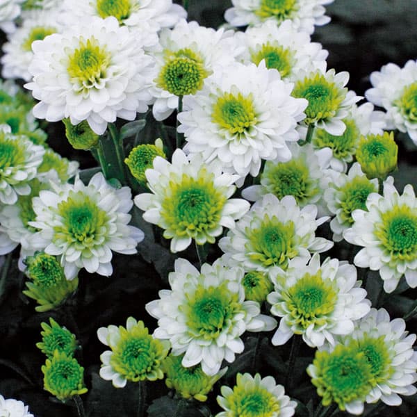 [26年5月中下旬予約]切花菊苗：緑菊リトルエンジェル2.5号ポット