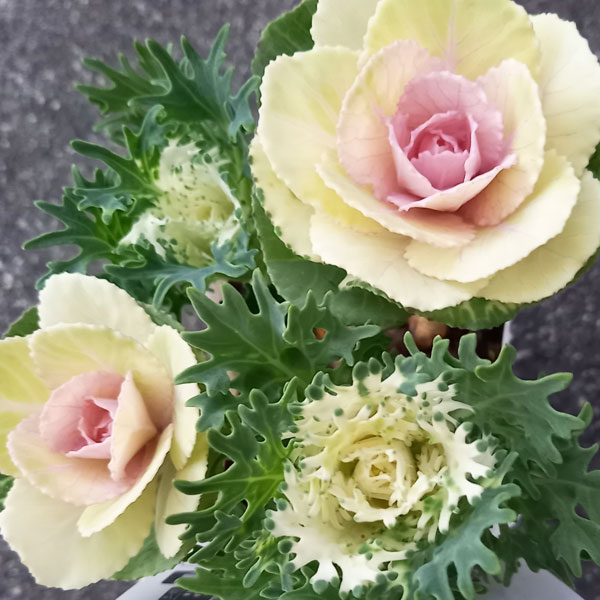 ハボタン：冬うらら＆フェザーピュアホワイト4本仕立て3号ポット 6株セット