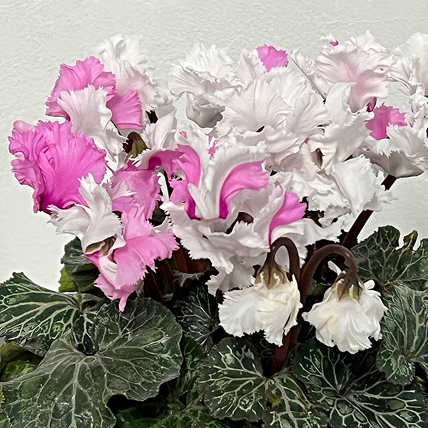 シクラメン：スワン 咲き分け4.5号鉢植え