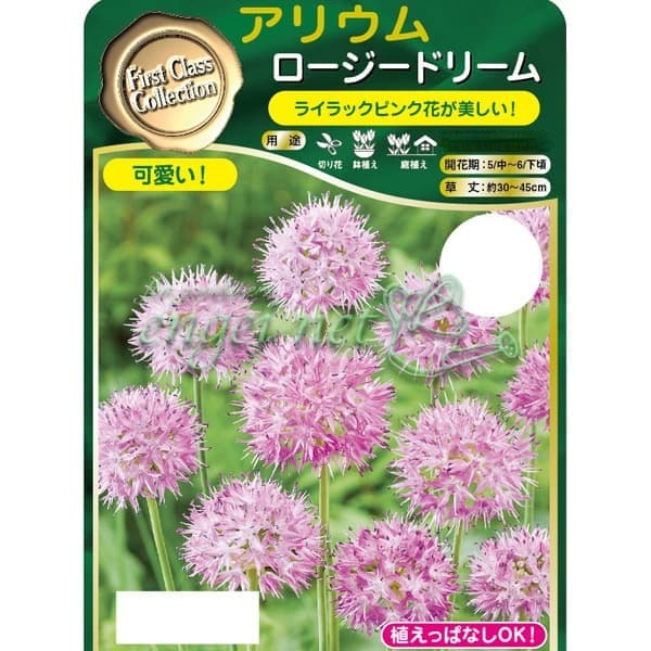 [26年2月中下旬予約]アリウム：ロージードリーム3球植え3号ポット