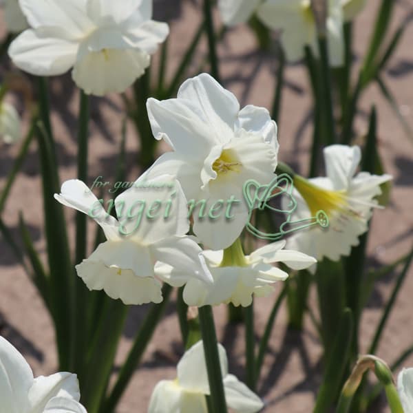 [26年2月中下旬予約]スイセン（水仙）：エルビンズボイス１球植え3号ポット