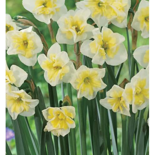 [26年2月中下旬予約]スイセン（水仙）：スマイリングツイン１球植え3号ポット