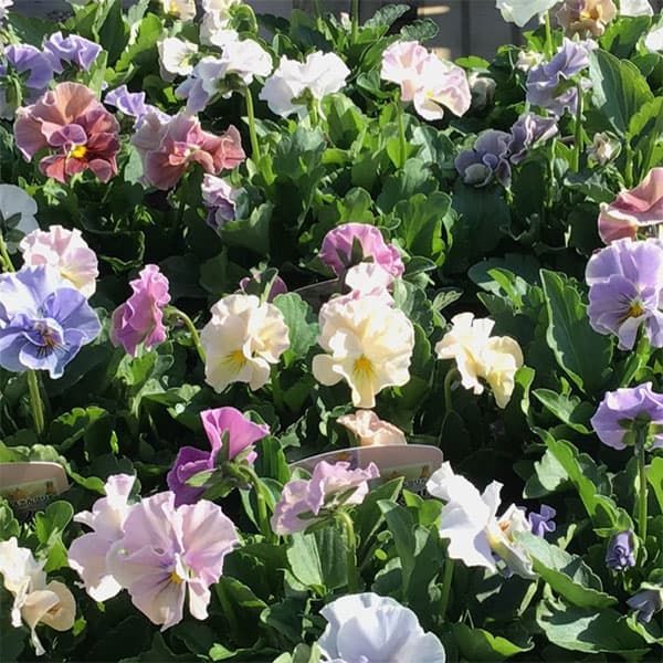 ビオラ（フリル咲き）：パステルフリル（ミックスアソート）3-3.5号ポット 3株セット