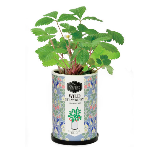 [ギフトに]ティーガーデン：ワイルドストロベリー
