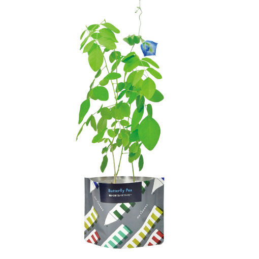 [ギフトに]オンタドール栽培キット：バタフライピー