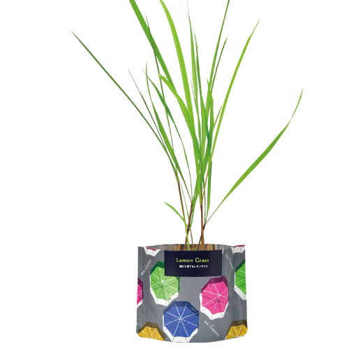 [ギフトに]オンタドール栽培キット：レモングラス