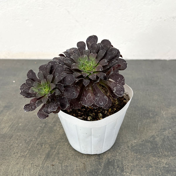 アエオニウム：ブラック金剛　3.5号ポット