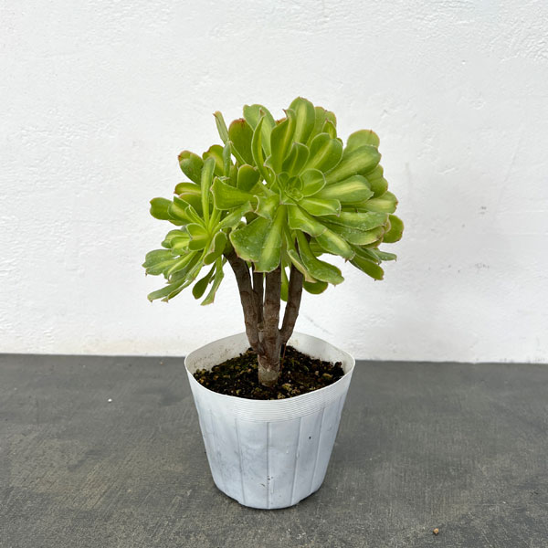 アエオニウム：パラダイス　3.5号ポット