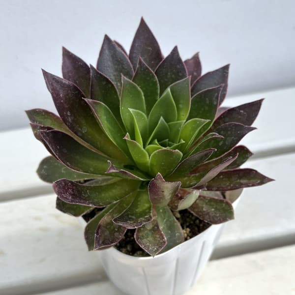 アエオニウム：炎の鳳凰法師　3.5号ポット