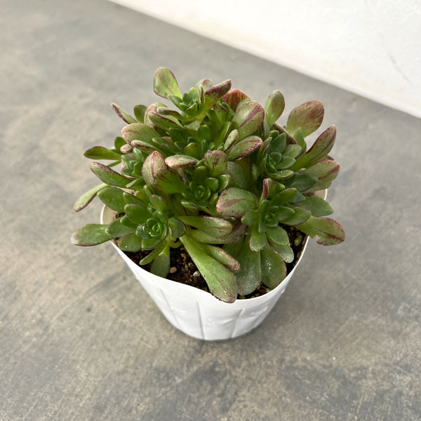 アエオニウム：アーノルディ　3.5号ポット