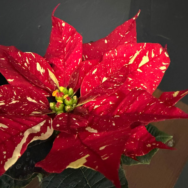 ポインセチア：ジングルベル3号ポット