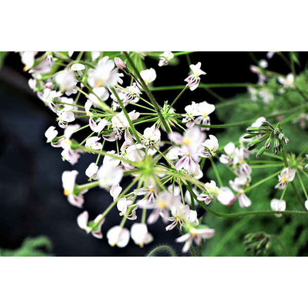 ペラルゴニウム：トリステ　4号鉢植え