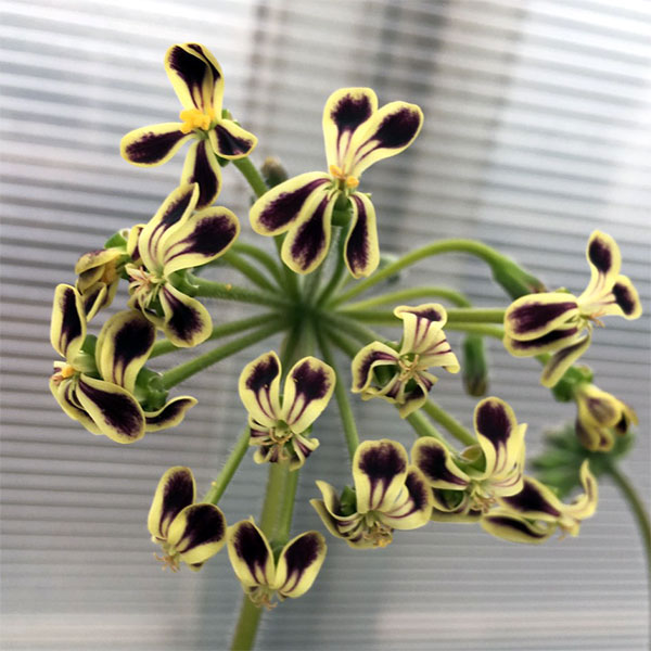 ペラルゴニウム：ロバツム　4号鉢植え