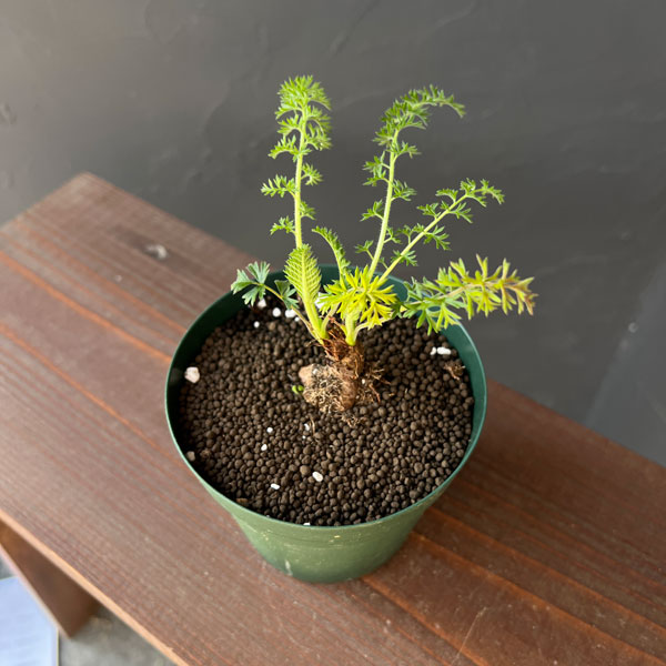 ペラルゴニウム：ラパセウム　4号鉢植え