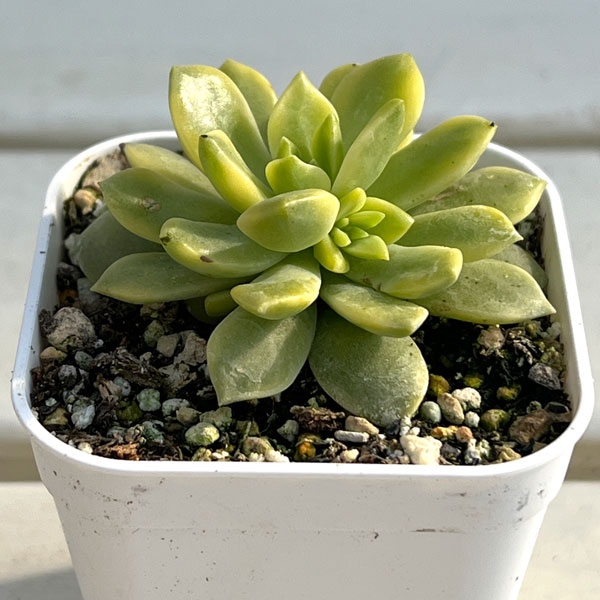 エケベリア：マッコス錦　2.5号