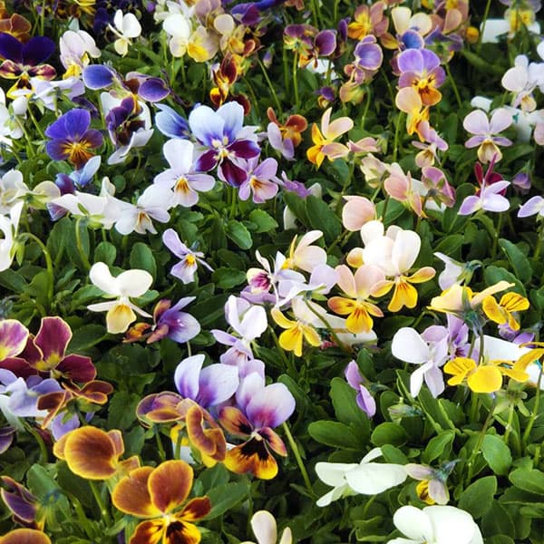 ビオラ：ゲブラナガトヨさんオリジナル品種（花色いろいろ）2.5号ロングポット 3株セット