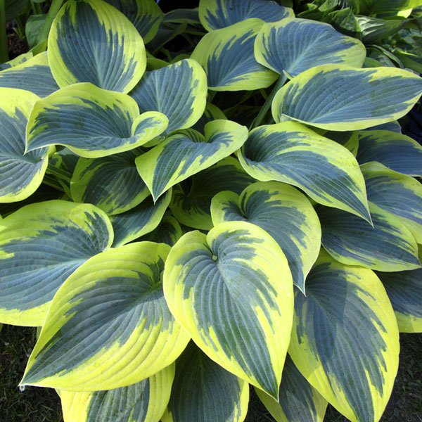 ギボウシ（ホスタ・大型種）：ファーストフロスト11ｃｍ角ポット