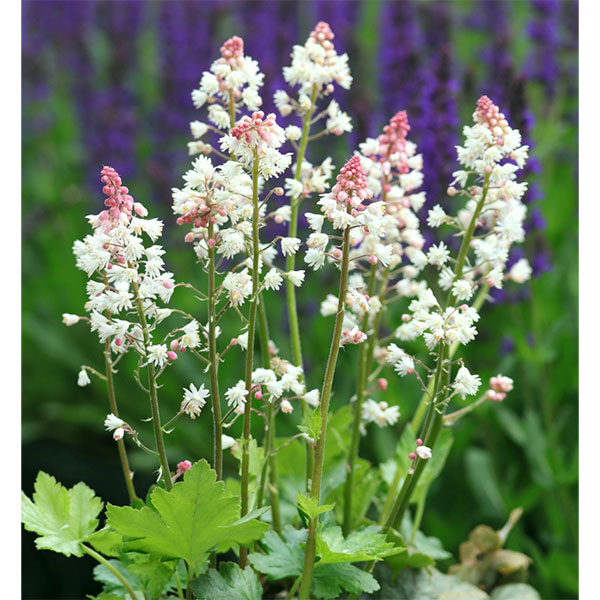 ヒューケレラ：ホワイトレボリューション3.5号ポット