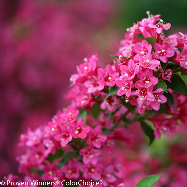 ワイゲラ：ソニックブルーム ピンク 6号ポット