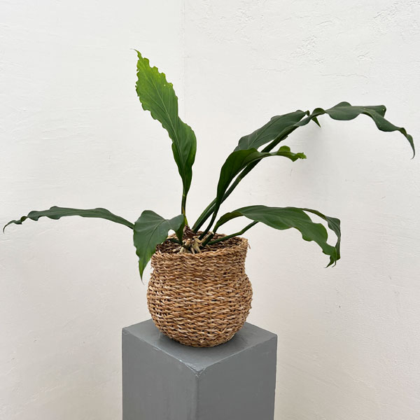 アンスリウム：フーケリー　ホグラ草ゴードバスケット入り（5号鉢）