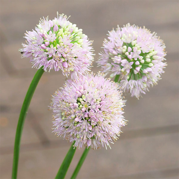 アリウム：エスミー　3.5号ポット