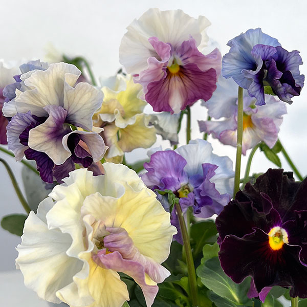 パンジー：フェデネージュ　ブルー 3-3.5号ポット 3株セット