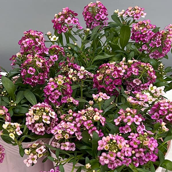 アリッサム：レッド3.5号ポット