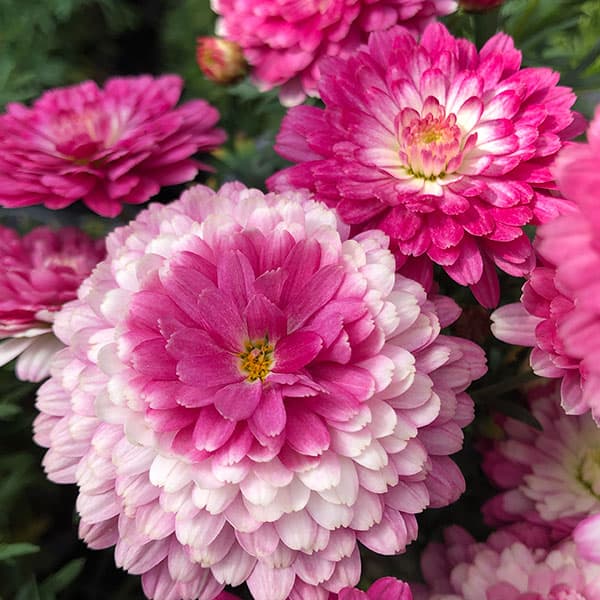 マーガレット：スマッシュ　ダブルストロベリークリーム5号鉢植え