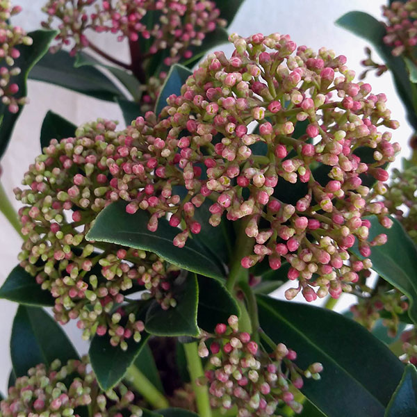 スキミア：ピンクドワーフ4.5号ポット