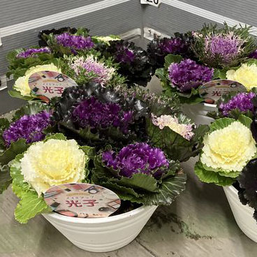 ハボタン：光子ミックス7号鉢植え