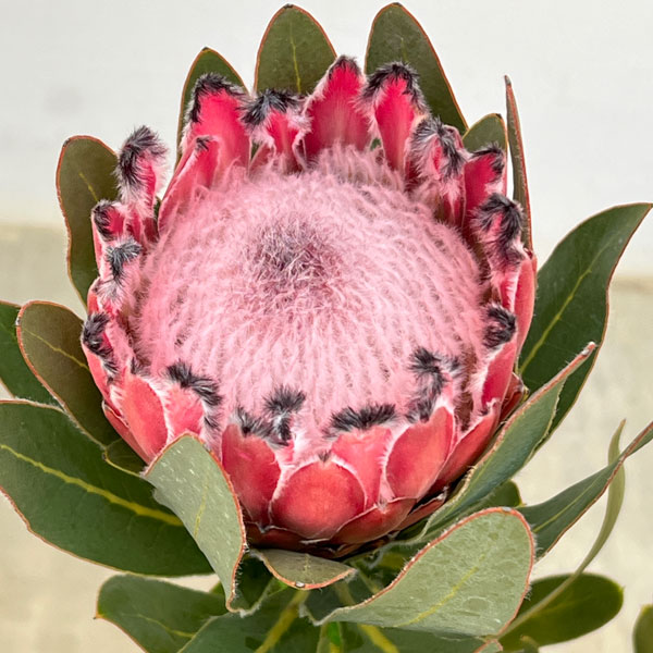 プロテア：オーストラリスピンク　7号鉢植え25-06