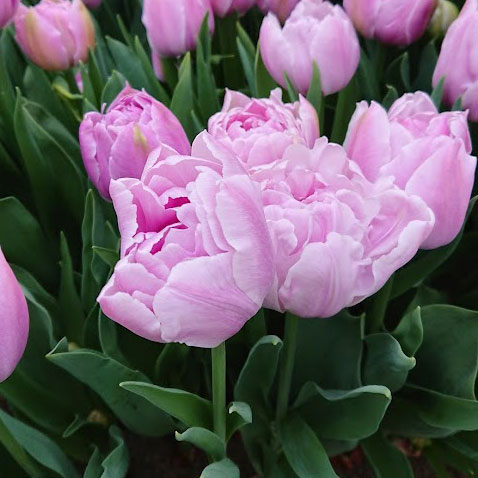 チューリップ：カティンカ 5号鉢植え