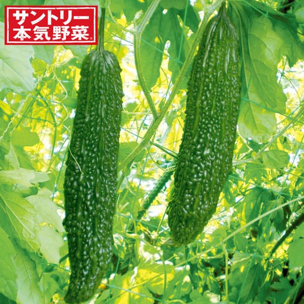 [送料無料][26年5月中下旬予約]ゴーヤ：ごろごろゴーヤ（苦瓜・ニガウリ）自根苗3号ポット* 24株セット