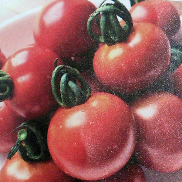 [26年4月下旬予約]トマト（ミディ）：天使のトマト(R)ミディ自根苗3号ポット 6株セット