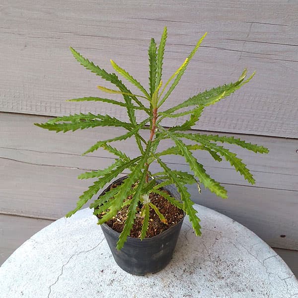 バンクシア：スピヌローサ4号ポット