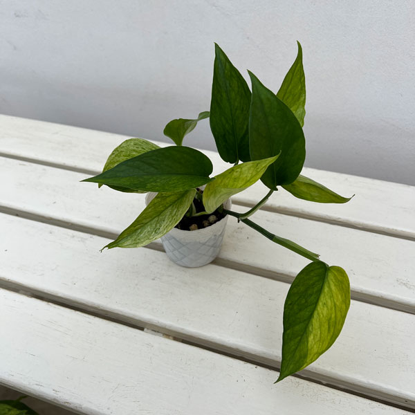 ポトス：テルノシャララ　3号ポット